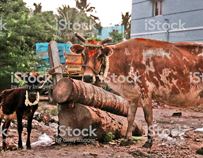 Indian Cow and its Calf