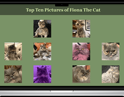 Top Ten Pictures of Fiona The Cat