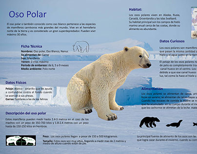Infografía - Oso Polar