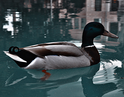 Ducks | Photography