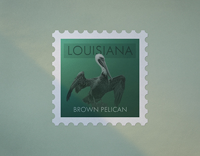 Louisiana Brown Pelican Design