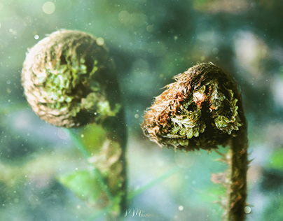 Male fern • Nerecznica samcza