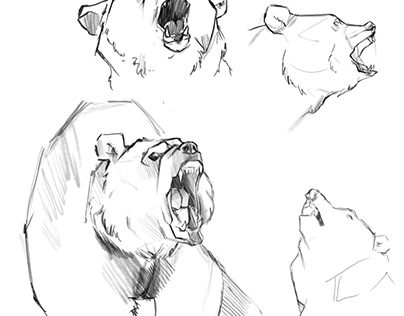 Bear 🐻 sketch