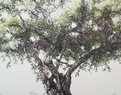 Olive Tree. Ink & Watercolor