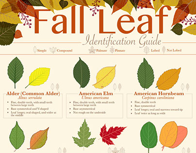 Fall Leaf Identification Chart