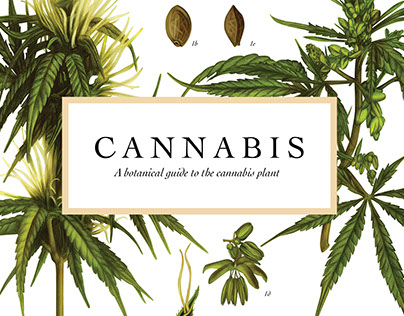 CANNABIS – a botanical guide