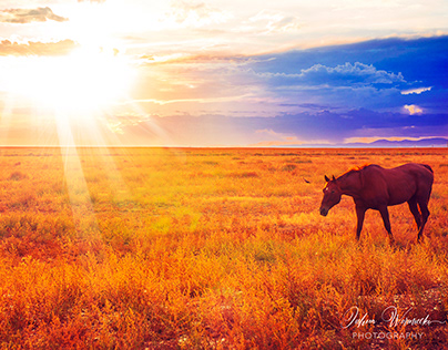 Chestnut Horses & A Colorado Sunset