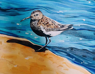 Sandpiper on the beach, a picture to order based