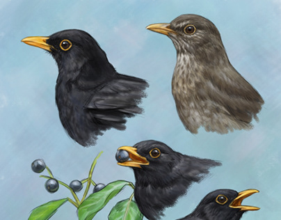 Blackbird and Coal tit Studies - Digital paintings