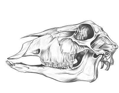 Drawing Exercise, Sheep skull.
