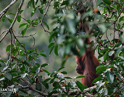 Orangutan - Borneo Indonesia