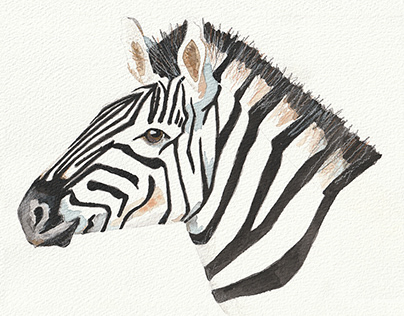 "Zebra" l Serie "Afrika"