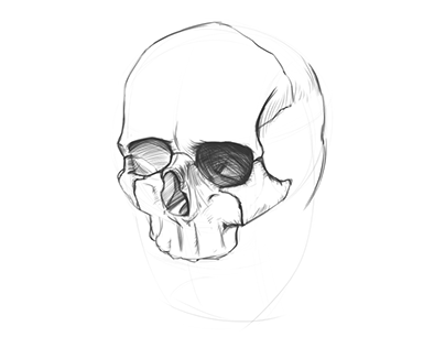 Skull Quick Sketch.
