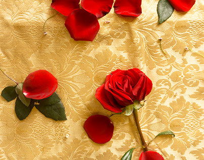 rose and petals