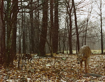 Katy and the deer on film