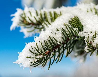 Snowflakes on Spruce