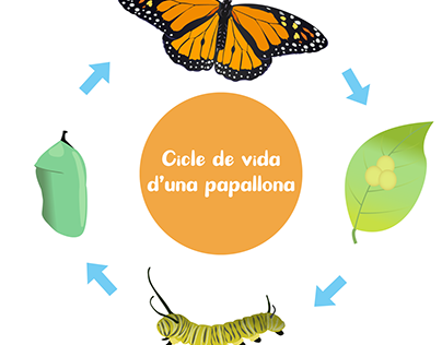 Cycle of a butterfly in vectors