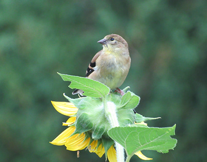 Sunflowers & Goldfinches