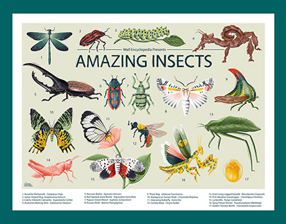 Amazing Insects Posters