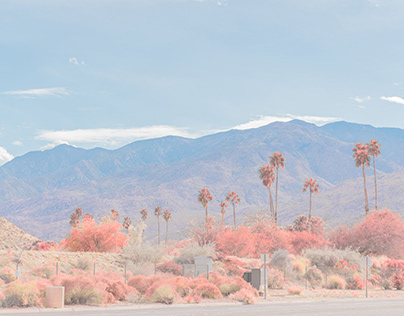Pink Palm Springs