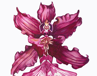 Orquídeas Oncidium de minha coleção
