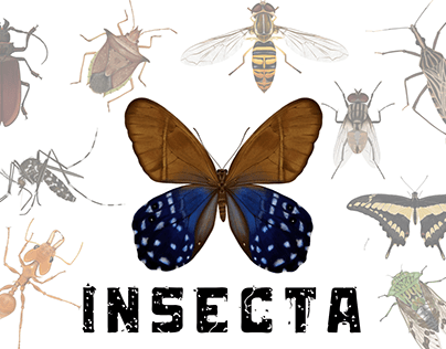 Insecta - Scientific Illustrations and Infographics