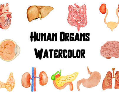 Watercolor Human Organs, Anatomy