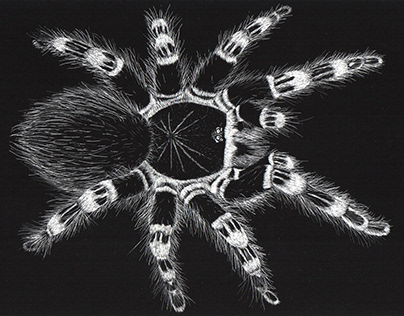 Brazilian whiteknee tarantula - Ilustrando la Ciencia 5