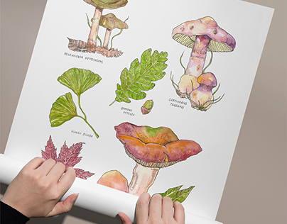 Mushrooms: Watercolour Illustration