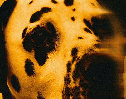 Dalmatian Photography