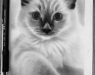 Cat drawing A5 sketchbook kitten , katze , gato