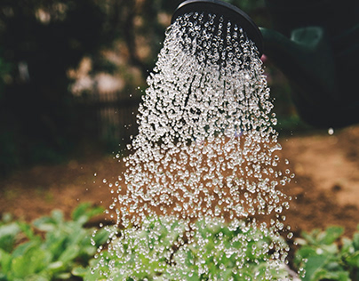 Tips for Watering Plants