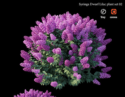 Syringa Dwarf Lilac plant set 02