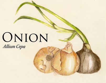 Onion Information Presentation