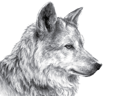 Mexican Grey Wolf Bust