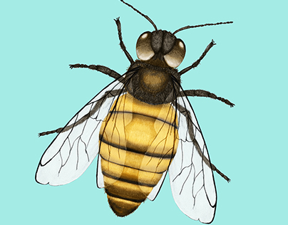 Bee Digital edit