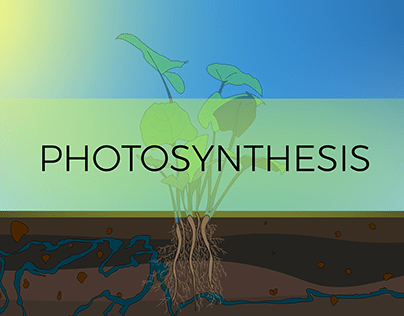 Photosynthesis - Explainer Illustration