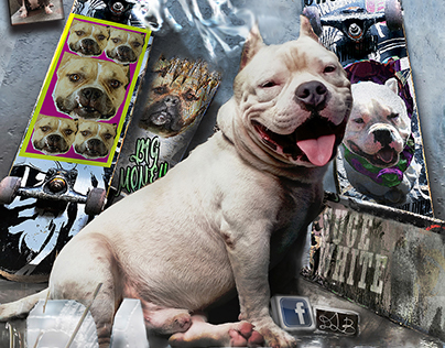 Luxury Dogs | American Bully Advertisement for DLB