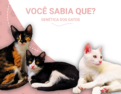Voluntariado/Genética dos gatos