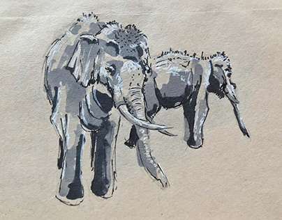 Sketches from ZOO