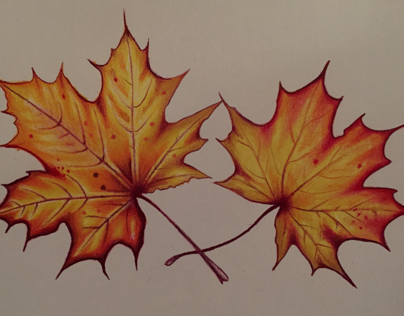 "Maple Leaves" in progress