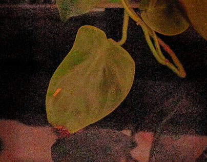Photogram leaf