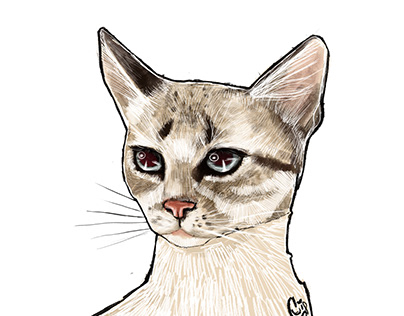 Pet portraits - Quick sketches