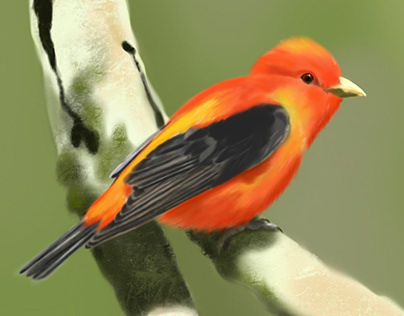 Scarlet tanager bird Illustration