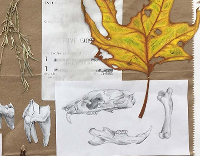 Natural Object Studies