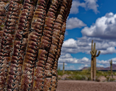 Cactus in KOFA