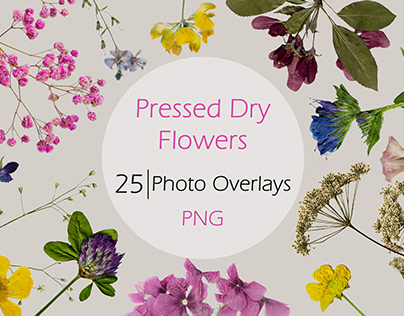 Pressed Dry Flowers