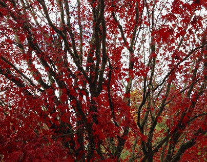 Autumn in Surrey, Canada