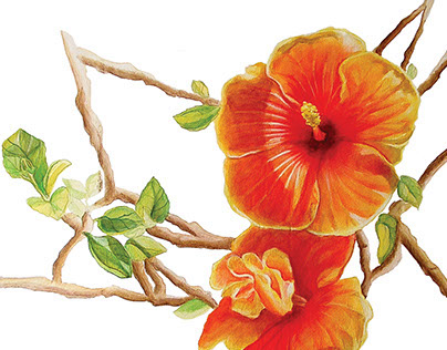 Hibiscus watercolor study