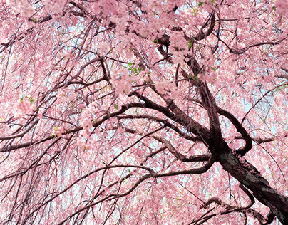 Cherry Blossoms Flores De Cerezo Цветение Вишни